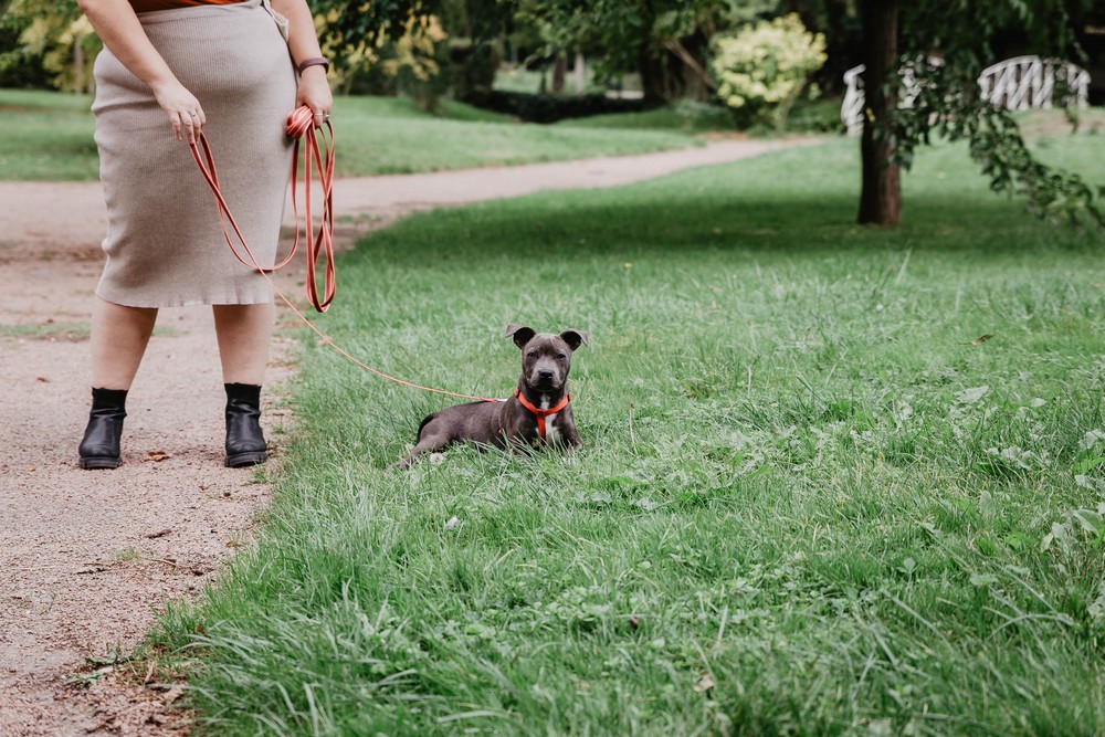 shooting photo avec son chien - photographe chartres - photographe senonches - dreux - verneuil sur avre - samuser avec son chien dans un parc